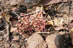 Euphorbia fusiformis